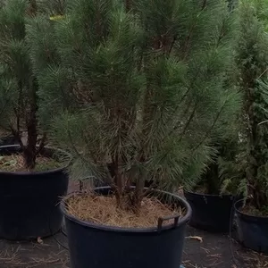 Сосна черная Pyramidalis (140-160)  Ландшафтный дизайн, озеленение  