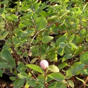 Снежноягодник Доренбоза Mother of Pearl Co 2  Ландшафтный дизайн,  озеленение