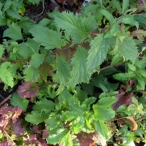 Спирея Бумальда Crispa Cо 3  Ландшафтный дизайн, озеленение  