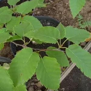 Береза Хозера Co 10  Ландшафтный дизайн,  озеленение