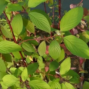 Дерен белый Aurea Co 2  Ландшафтный дизайн,  озеленение