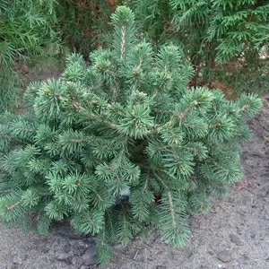  Ель обыкновенная Maxwellii Co 10  Ландшафтный дизайн, озеленение  