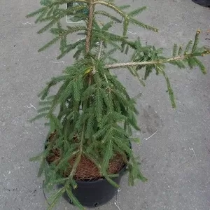 Ель обыкновенная Rottenhause Co 15  Ландшафтный дизайн,  озеленение