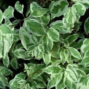 Дерен белый Elegantissima Co 2  Ландшафтный дизайн,  озеленение