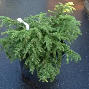  Ель обыкновенная Nidiformis Co 7, 5  Ландшафтный дизайн,  озеленение