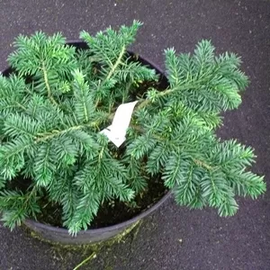  Ель обыкновенная Waldbrund Co 5  Ландшафтный дизайн,  озеленение