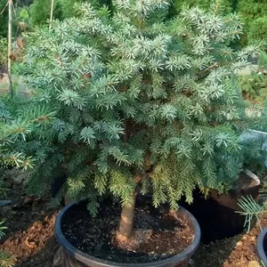  Ель сербская Nana Со 10 (40 Pa)  Ландшафтный дизайн,  озеленение