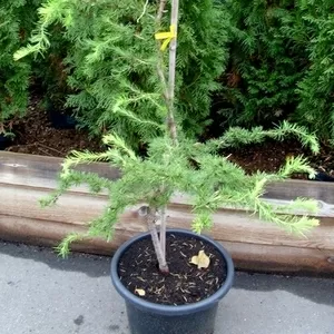  Лиственница японская Diana Co 25  Ландшафтный дизайн,  озеленение