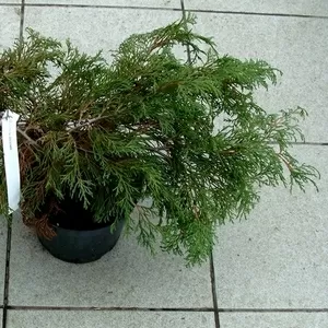  Микробиота перекрестнопарная Co 2  Ландшафтный дизайн,  озеленение