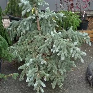 Ель колючая Glauca form.  Ландшафтный дизайн,  озеленение