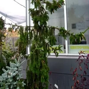  Ель обыкновенная Pendula Major Co 220 (250-275)  Ландшафтный дизайн,  озеленение