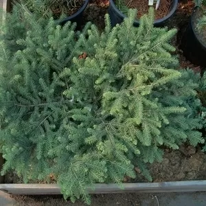 Ель черная Nana Cо 3  Ландшафтный дизайн,  озеленение