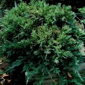 Можжевельник горизонтальный Blue Chip Co 10  Ландшафтный дизайн, озеленение  