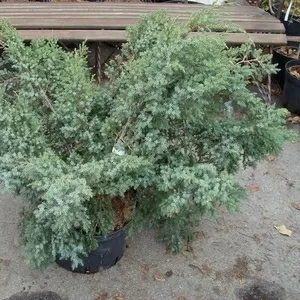 Можжевельник китайский Blue Alps Co 20  Ландшафтный дизайн, озеленение  