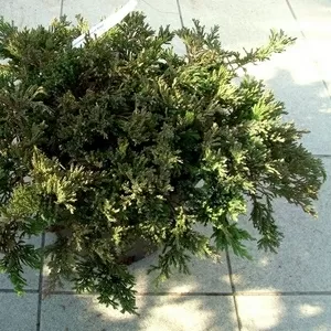 Можжевельник горизонтальный Prince of Wales Co 5  Ландшафтный дизайн,  озеленение