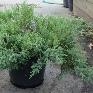 Можжевельник казацкий Rockery Gem Co 5  Ландшафтный дизайн, озеленение  