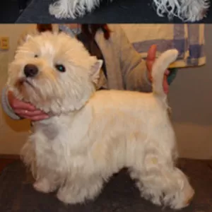 Тримминг собак,  стрижка- Вест Хайленд Вайт Терьер,  West Highland White