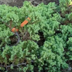  Можжевельник лежачий Nana Co 3  Ландшафтный дизайн, озеленение  