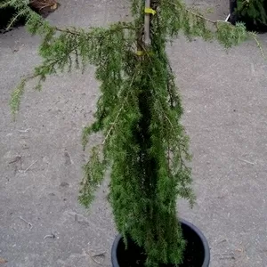 Можжевельник обыкновенный Horstman Co 25  Ландшафтный дизайн,  озеленение