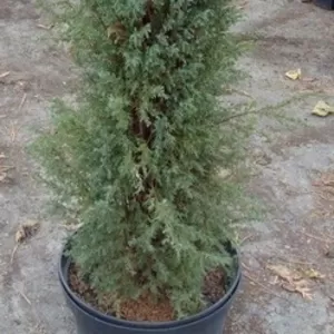 Можжевельник обыкновенный Hibernica Co 20   Ландшафтный дизайн, озеленение  