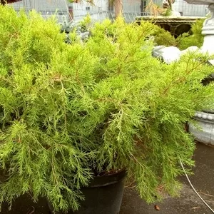  Можжевельник средний Kuriwao Gold Cо 10  Ландшафтный дизайн,  озеленение