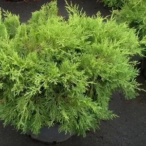 Можжевельник средний Gold Coast Co 20  Ландшафтный дизайн, озеленение  