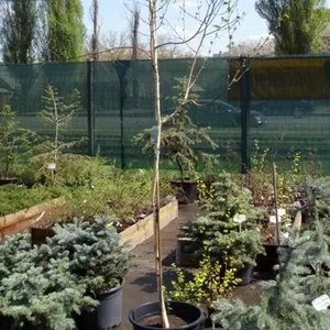  Береза Жакмона Doorenbos Co 35 (250-300)  Ландшафтный дизайн, озеленение  