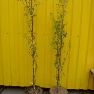 Береза повислая Fastigiata Co 10  Ландшафтный дизайн,  озеленение