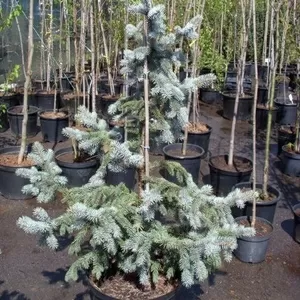 Ель колючая Koster Co 39  Ландшафтный дизайн, озеленение  