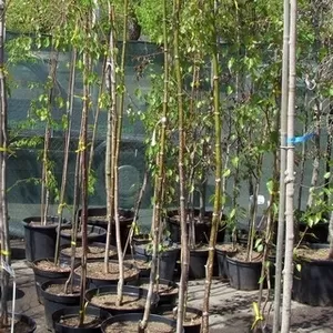 Клен ясенелистный Odessanum Co 20 (160 Pa)  Ландшафтный дизайн,  озеленение