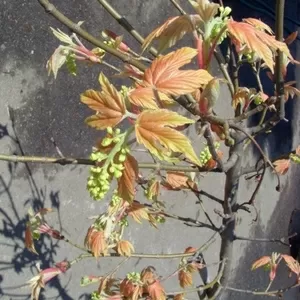  Клен псевдоплатановый Brilliantissima Co 10 (180 Ра)  Ландшафтный дизайн, озеленение  