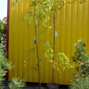 Береза повислая Laciniata Co 10 (180-200)  Ландшафтный дизайн,  озеленение