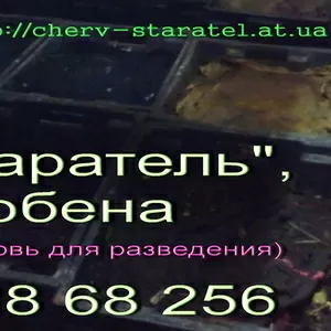 Черви Старатель маточное поголовье