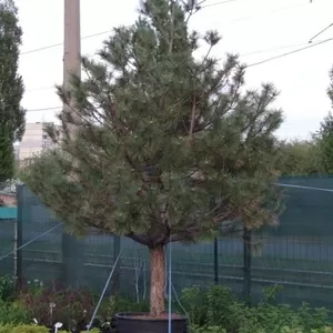  Сосна черная Austriaca Co 220 (300-350)  Ландшафтный дизайн,  озеленение