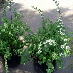 Спирея трехлопастная Cо 3  Ландшафтный дизайн, озеленение  