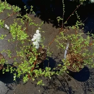 Спирея серая Grefsheim Cо 3  Ландшафтный дизайн,  озеленение