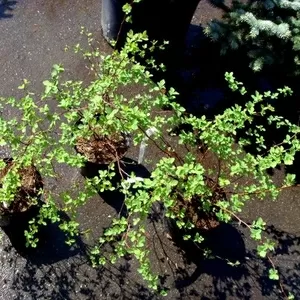 Спирея Вангутта Cо 3  Ландшафтный дизайн, озеленение  