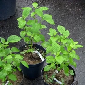 Гортензия древовидная Annabelle Со 5  Ландшафтный дизайн, озеленение  