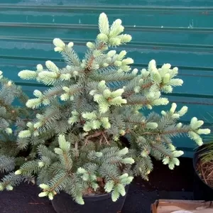 Ель колючая Bialobok Co 20 Ландшафтный дизайн,  озеленение