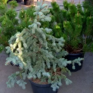 Ель колючая Glauca Pendula Co 20 Ландшафтный дизайн,  озеленение