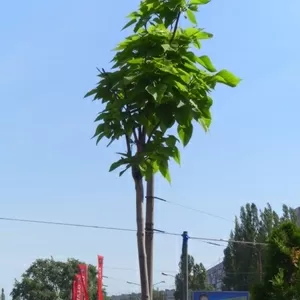 Катальпа бегониевидная Nana Co 30 (8/10 225Pa)  Ландшафтный дизайн, озеленение  