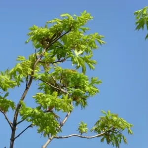 Клен платановидный Palmatifidium Со 20 (160-200Pa) Ландшафтный дизайн,  озеленение