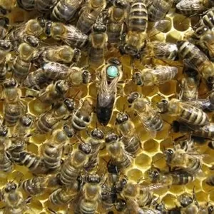 Пчёлы. Пчелиные плодные матки. Пчелопакеты. Карпатка. Доставка