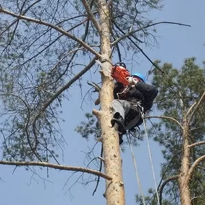 Валка деревьев,  корчевка пней расчистка участка