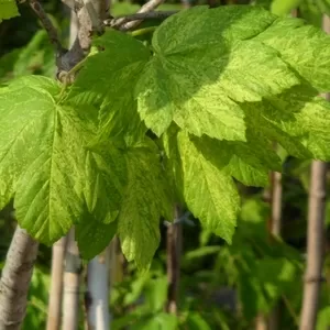 Клен псевдоплатановый Leopoldii Co 10 (160-200Ра)  Ландшафтный дизайн, озеленение  