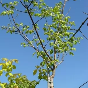 Клен ясенелистный Variegata Co 10 (180 Ра)  Ландшафтный дизайн, озеленение  