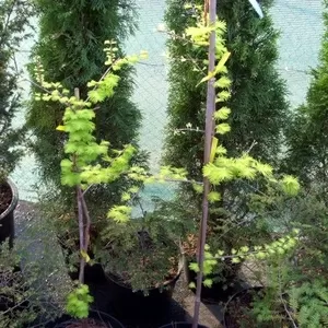 Метасеквойя глиптостробусовидная Goldruch Co 12  Ландшафтный дизайн, озеленение  