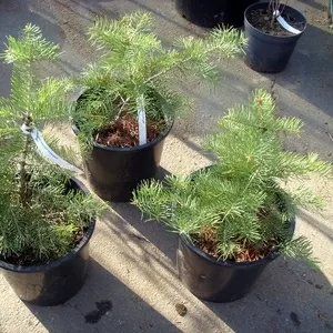 Пихта одноцветная Wintergold Co 5  Ландшафтный дизайн,  озеленение