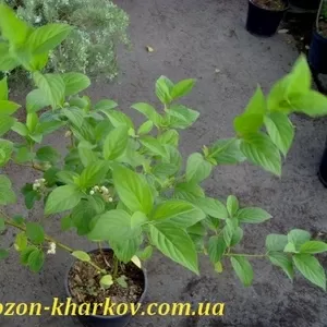 Дёрен отпрысковый Flaviramea Co 5  Ландшафтный дизайн, озеленение  