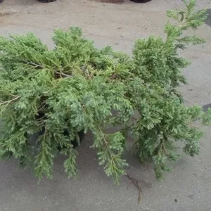 Можжевельник чешуйчатый Blue Carpet Cо 10  Ландшафтный дизайн, озеленение  